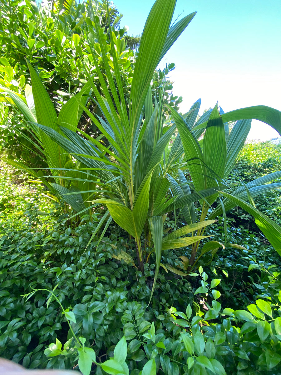 Coconut Palm Tree, Green Malayan Cocos nucifera