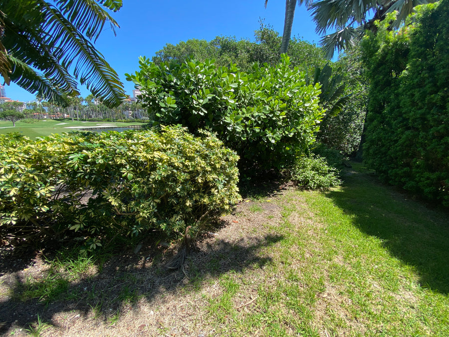 Clusia Guttifera Bush, Best Privacy Hedge Tree