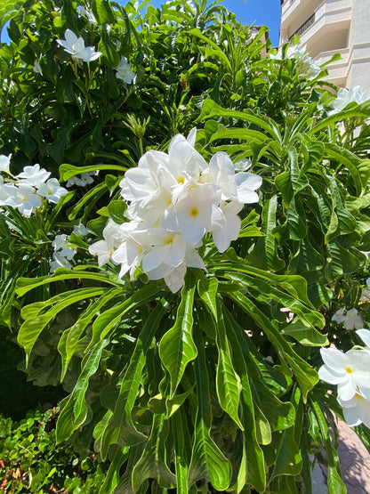 Bridal Bouquet Plumeria Tree Flowering Live Plant