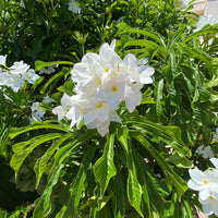 Bridal Bouquet Plumeria Tree Flowering Live Plant