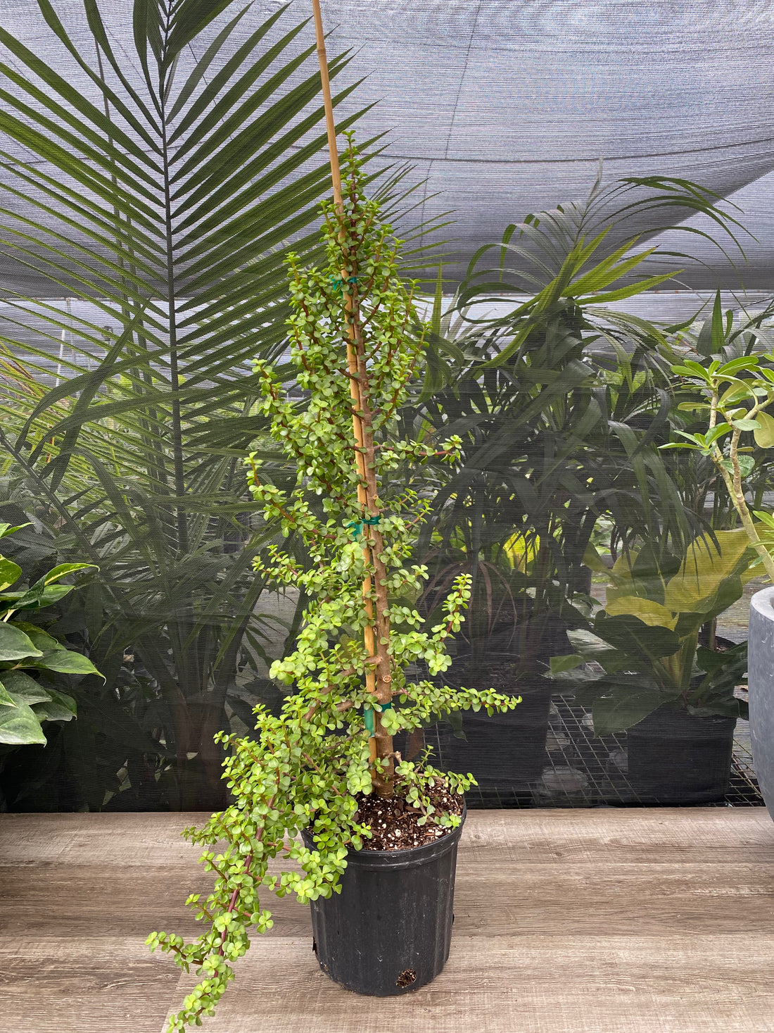 Portulacaria Afra, Elephant Bush Jade Tree