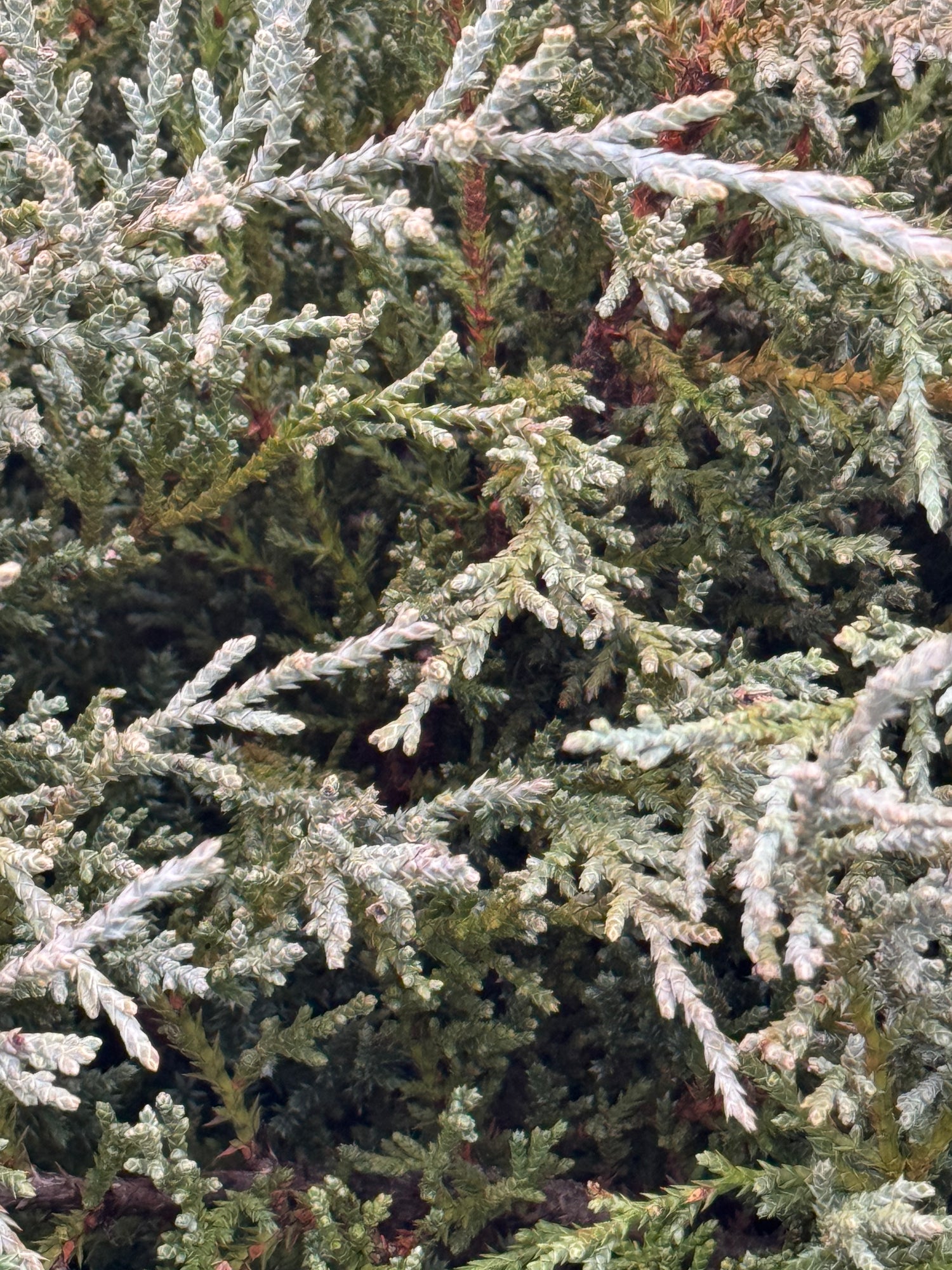 Bar Harbor Juniper Shrub, Compact Evergreen