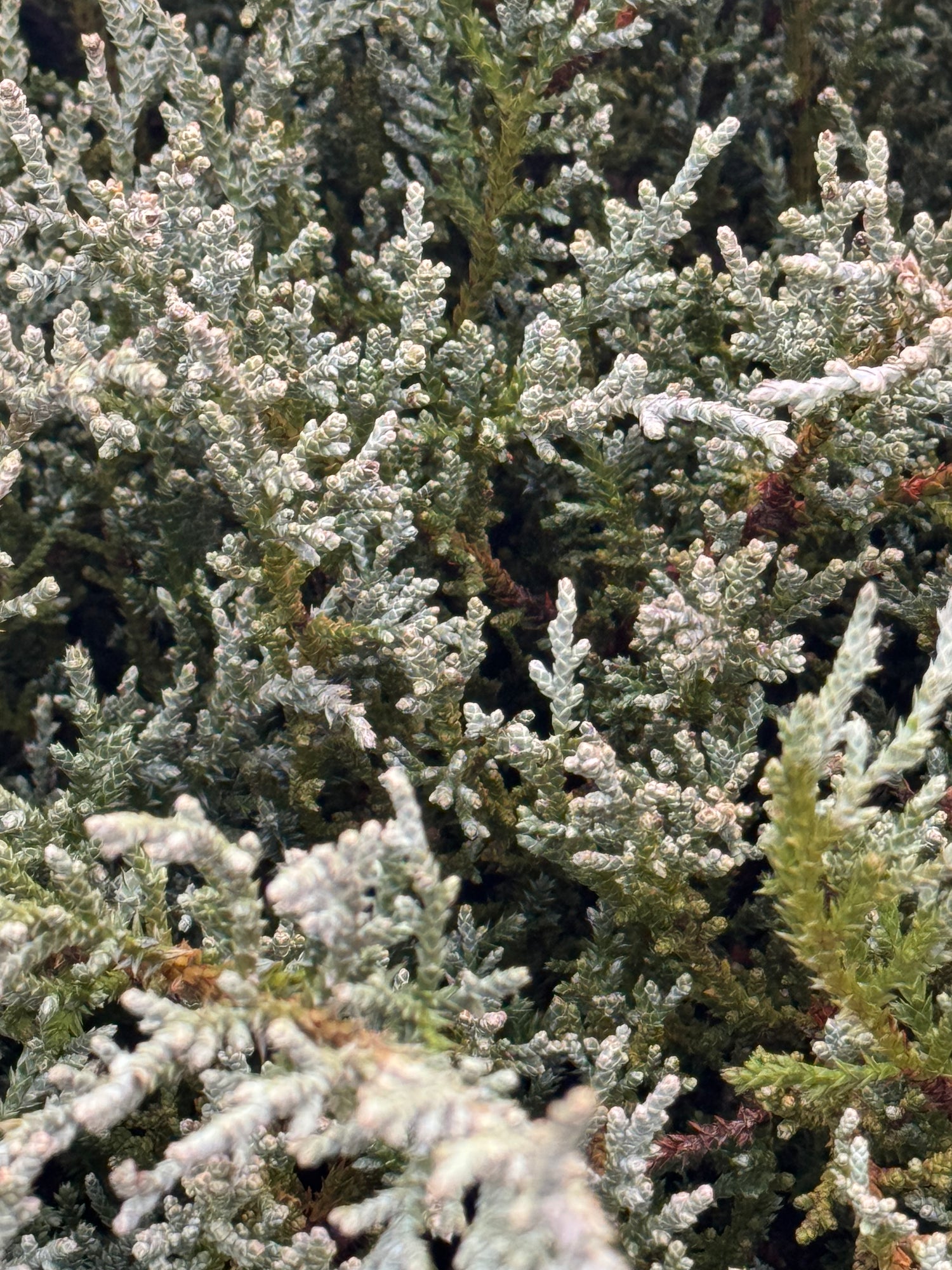 Bar Harbor Juniper Shrub, Compact Evergreen