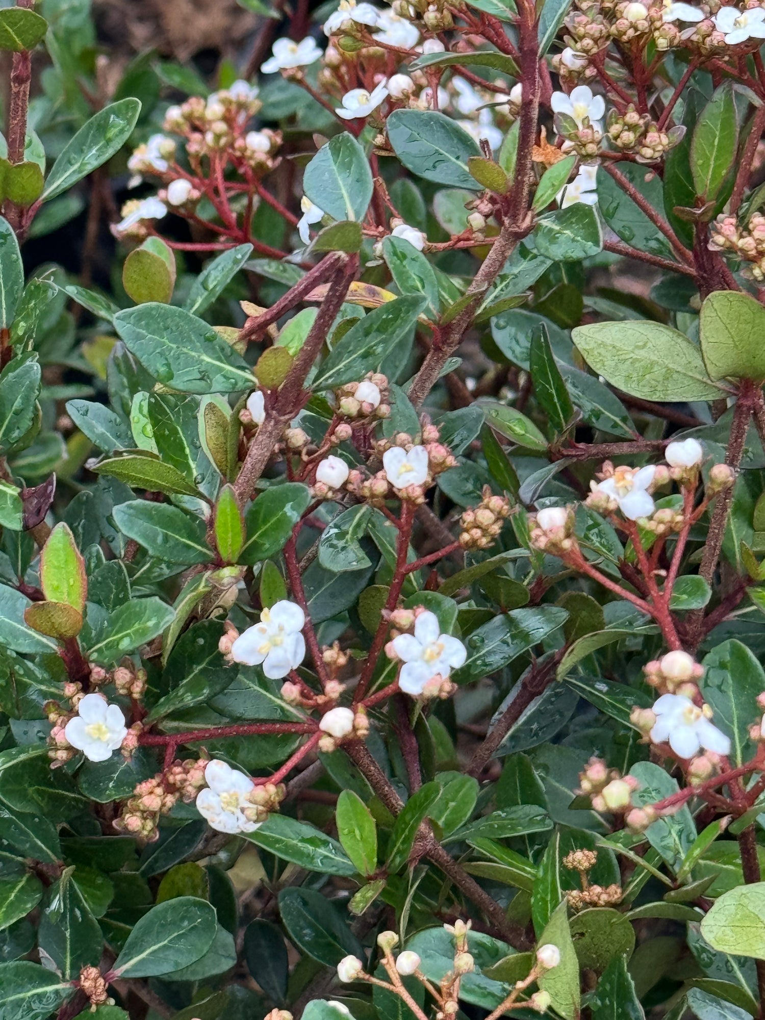 Viburnum Mrs Schillers Delight, Flowering Shrub