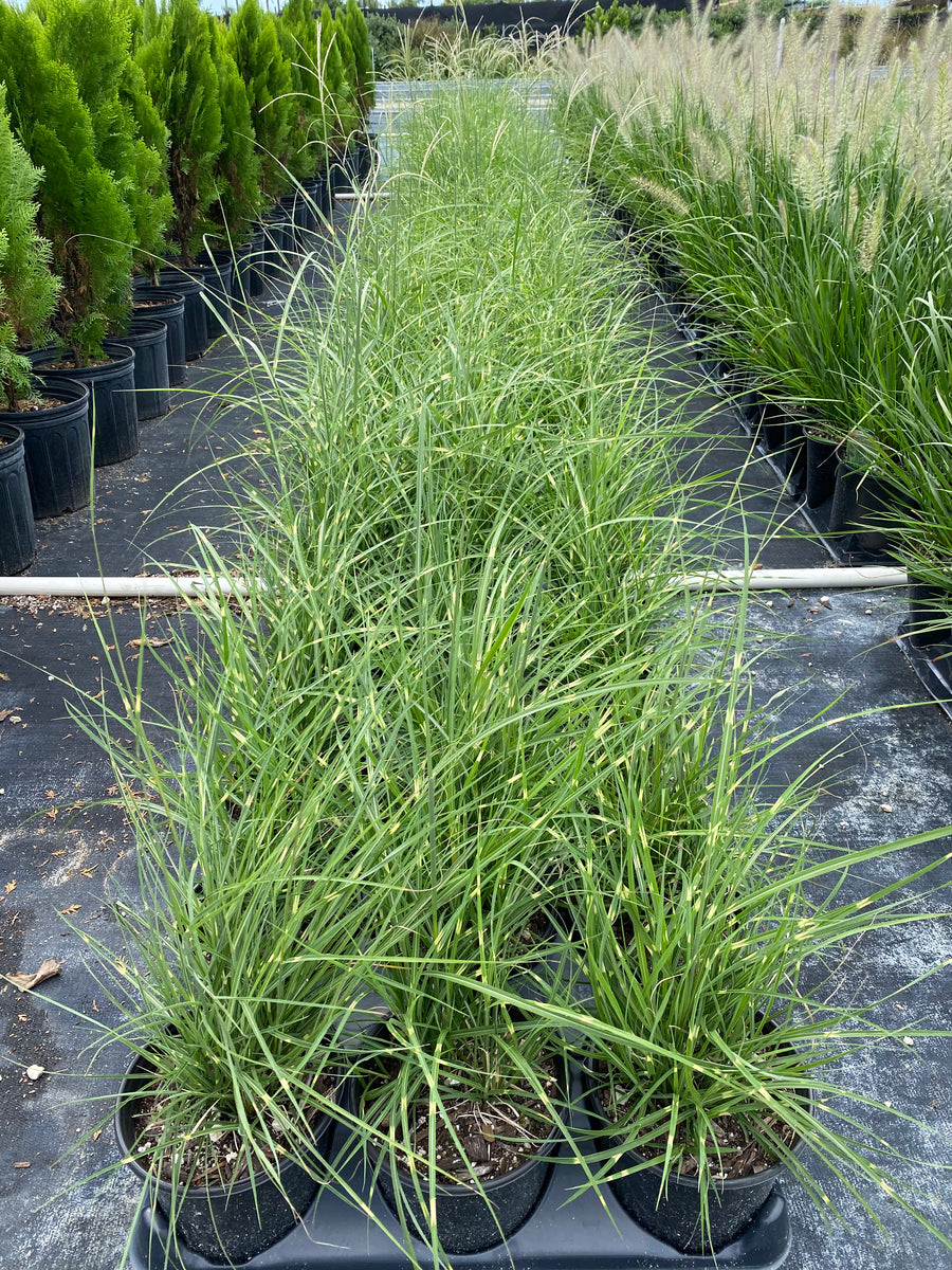 Little Zebra Miscanthus Compact Grass