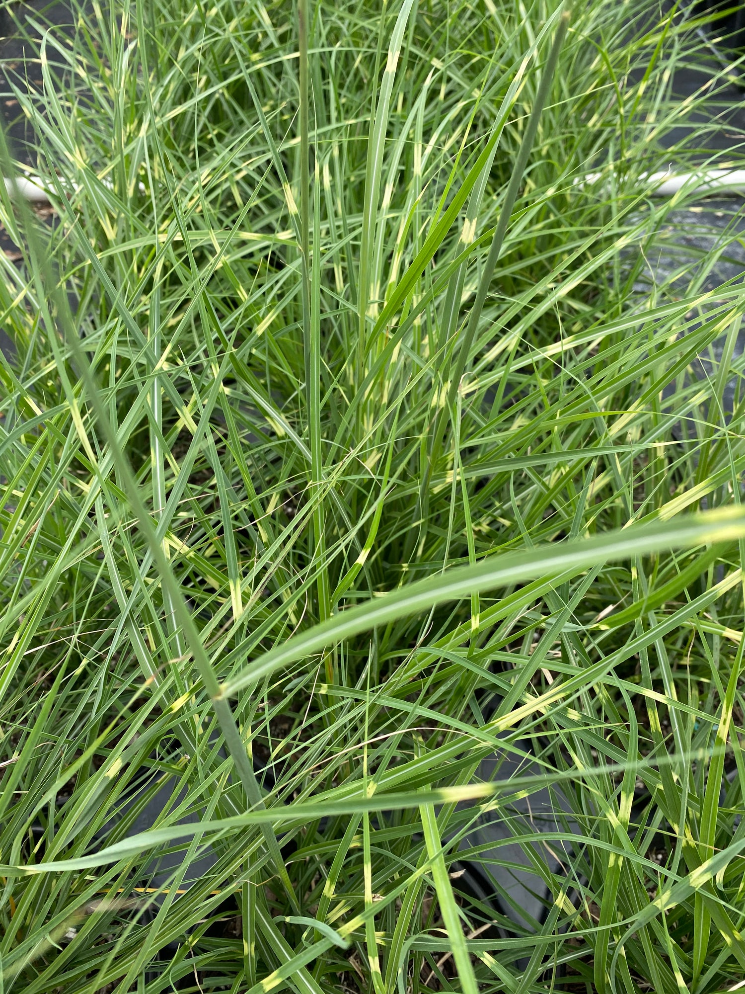 Little Zebra Miscanthus Compact Grass