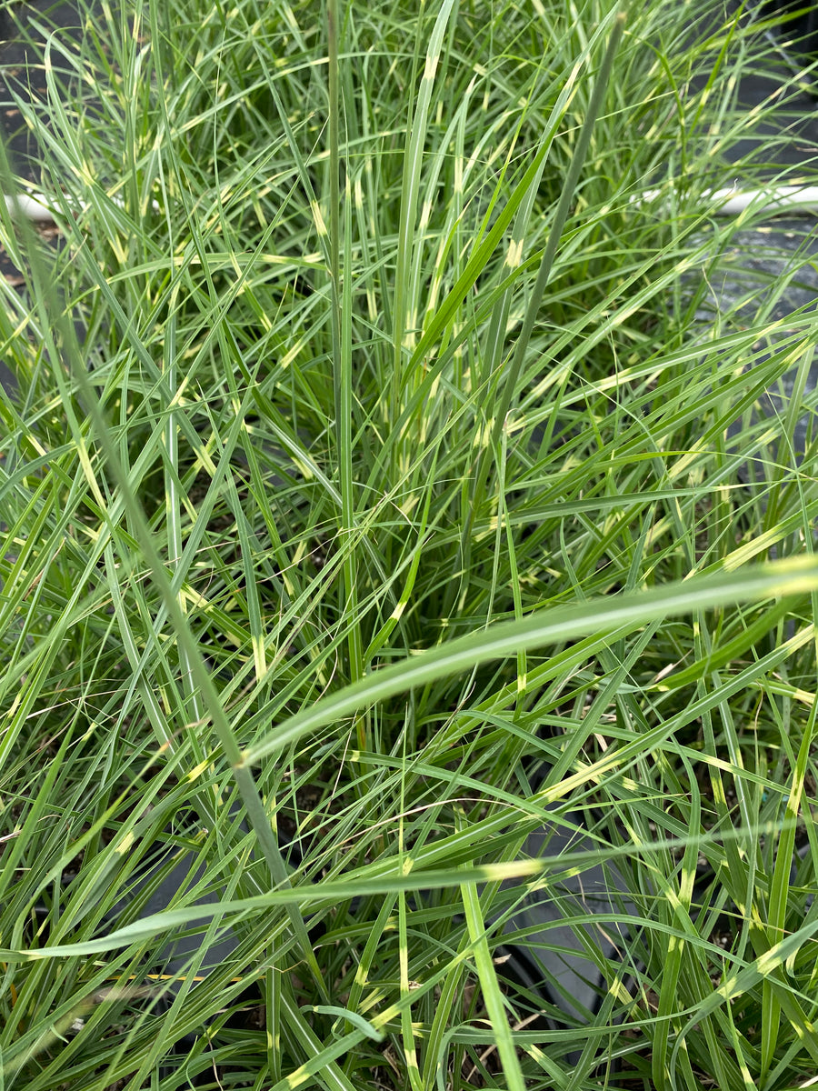 Little Zebra Miscanthus Compact Grass