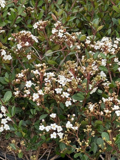 Viburnum Mrs Schillers Delight, Flowering Shrub