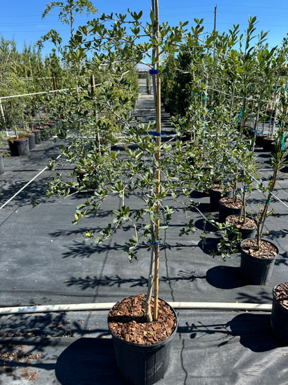 shady lady indoor plant Buy Our Shady Lady Tree From Single Stem, Bucida Buceras, Black Olive – Eureka Farms