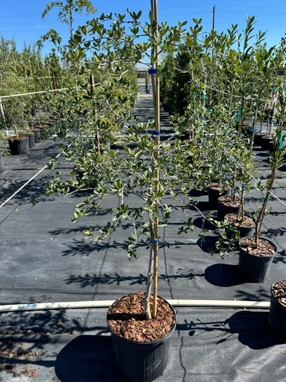 Shady Lady Tree From Single Stem, Bucida Buceras, Black Olive