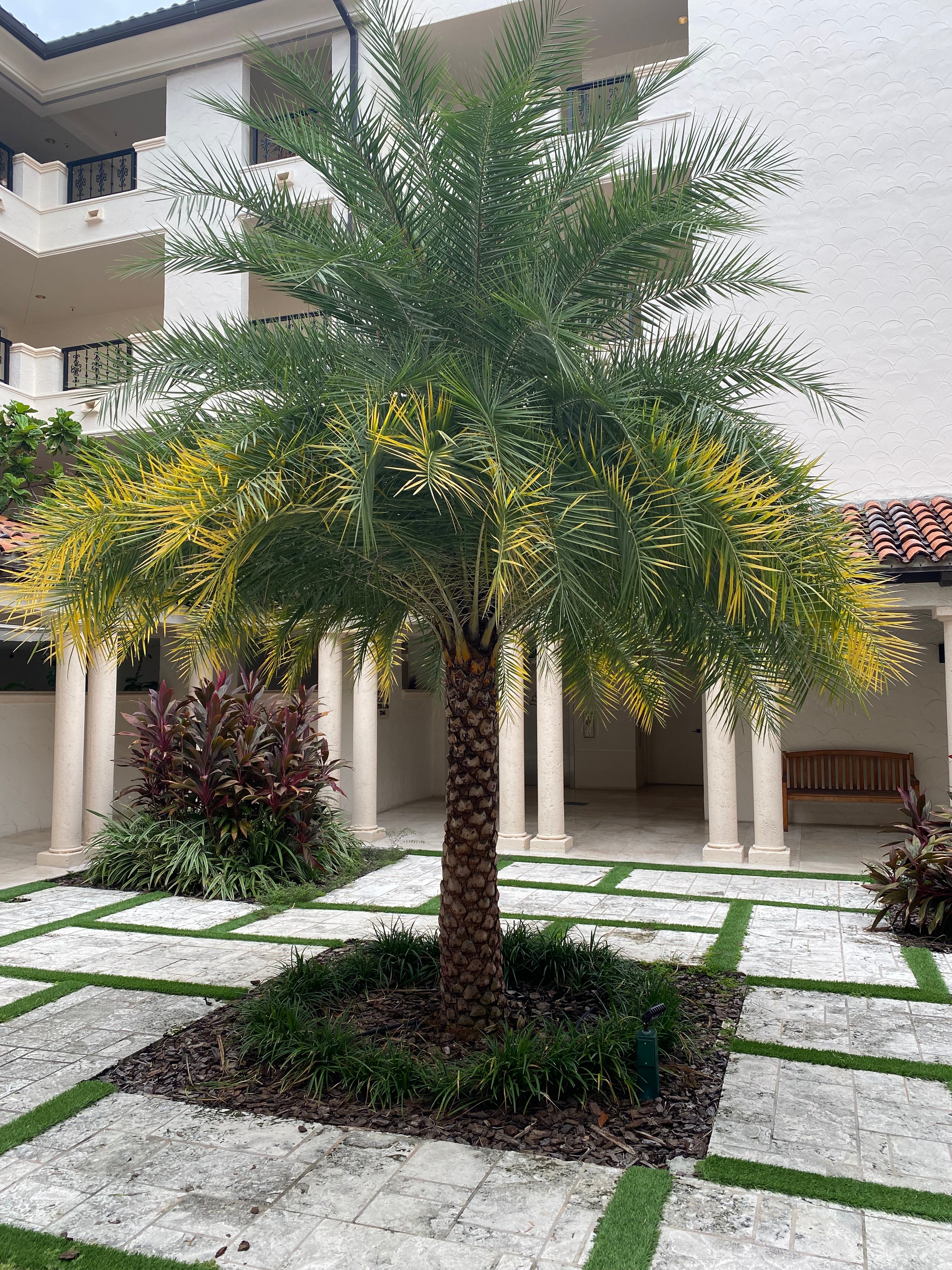 planting sylvester palm tree Sylvester Date Palm, Phoenix Sylvestris Robusta