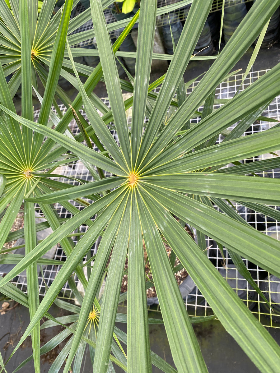 Short Hair Old Man Palm, Rare and Exotic