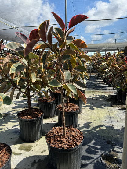 Ficus Ruby Tree Form Single Stem, Rubber Tree