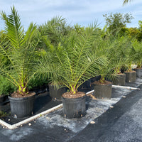 Canary Island Date Palm, Pineapple Palm