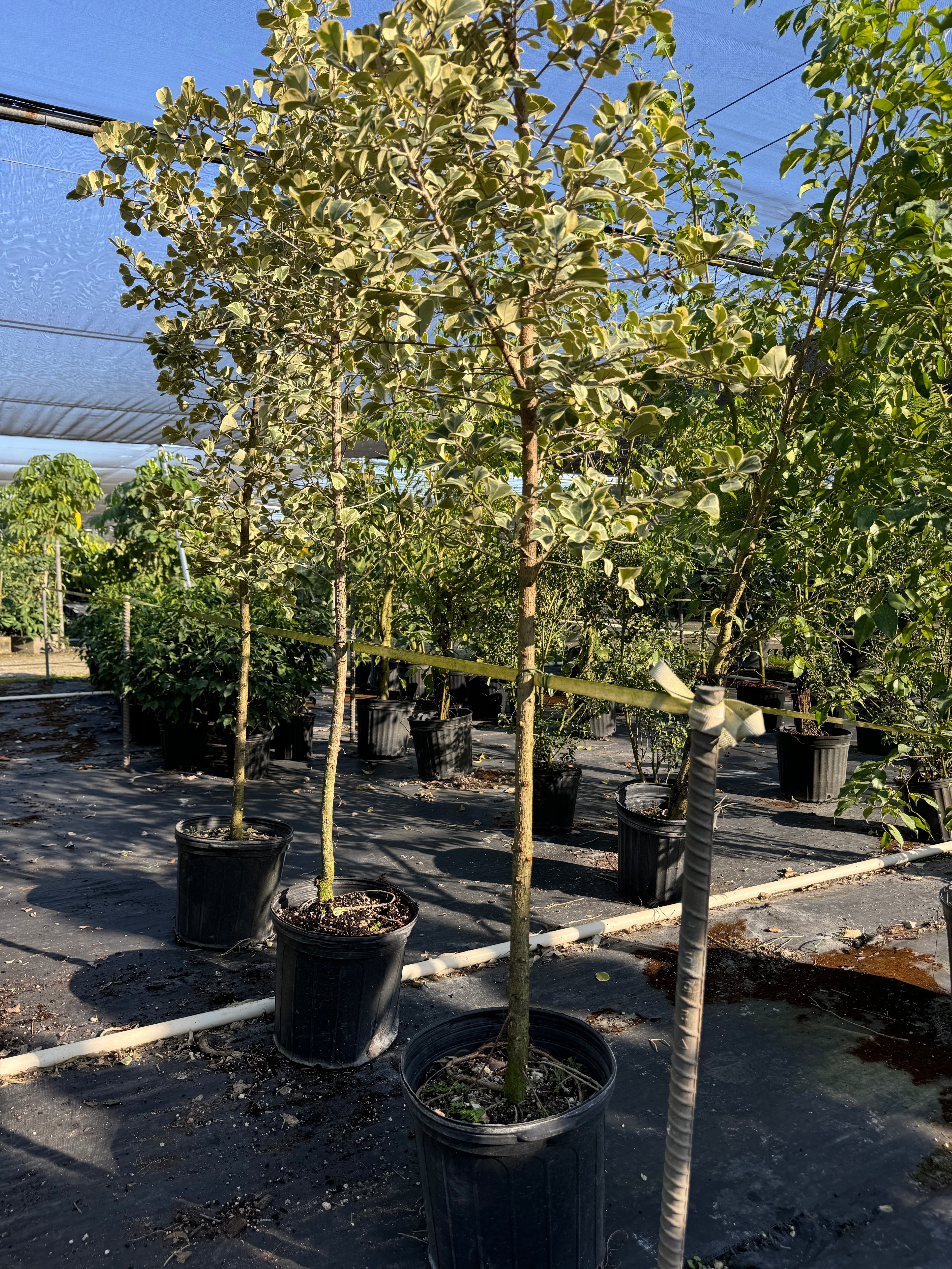 Ficus Triangularis Tree Form Single Stem, Variegated Tree