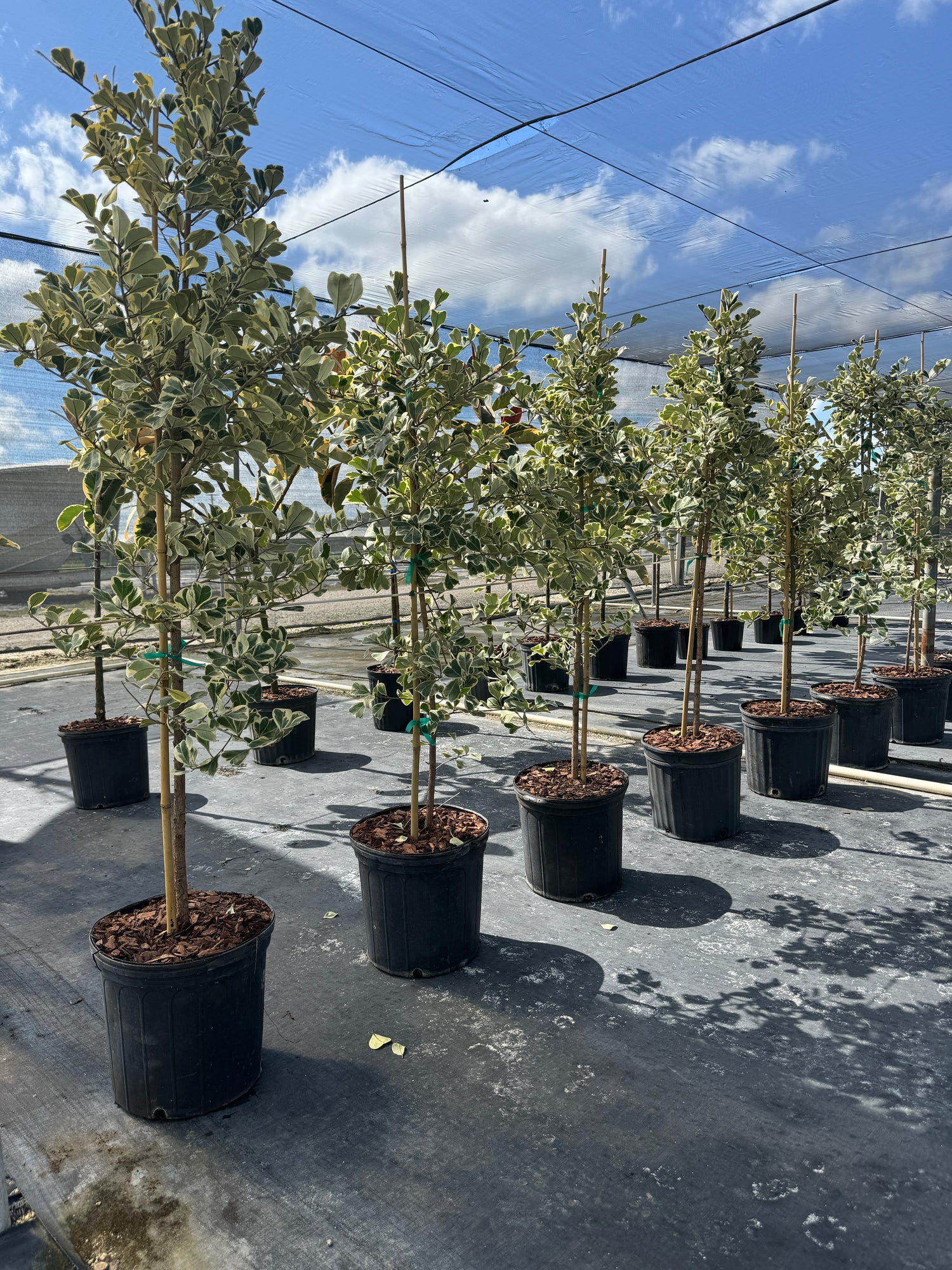 Ficus Triangularis Tree Form Single Stem, Variegated Tree