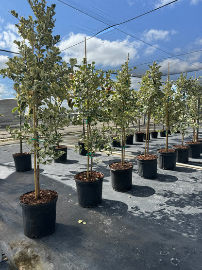 Ficus Triangularis Tree Form Single Stem, Variegated Tree