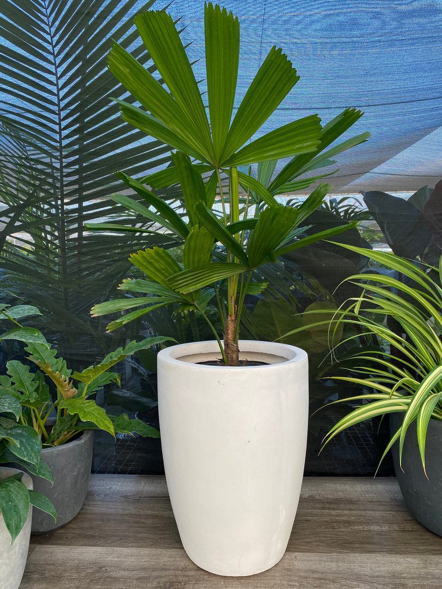Licuala Ramsayi Palm Tree, Rare and Exotic