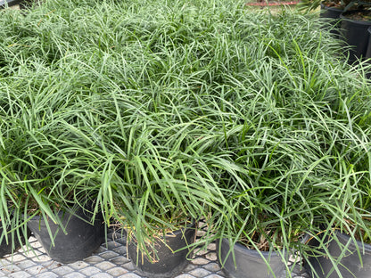 Dwarf Mondo Monkey Grass