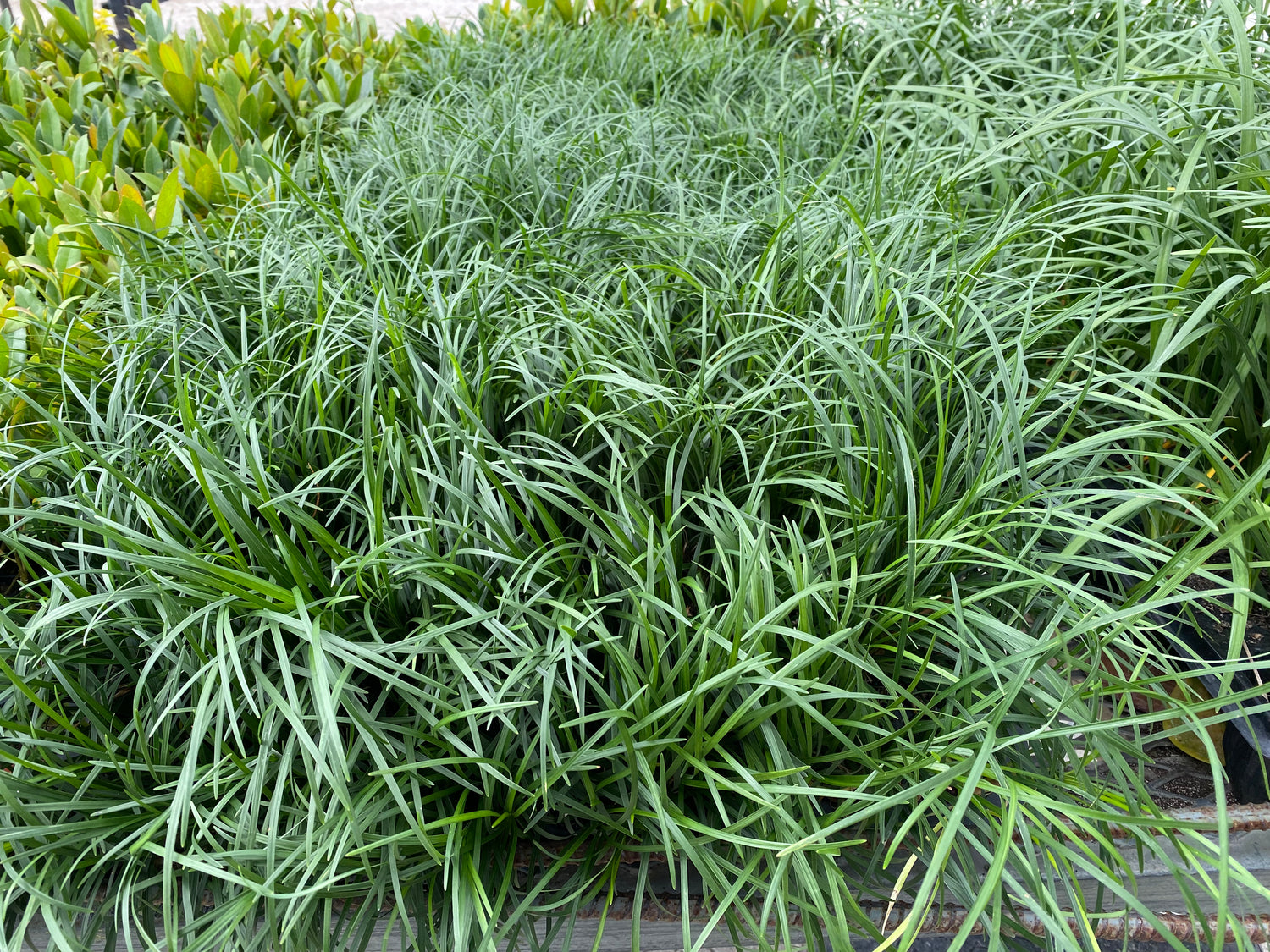 Dwarf Mondo Monkey Grass Nana