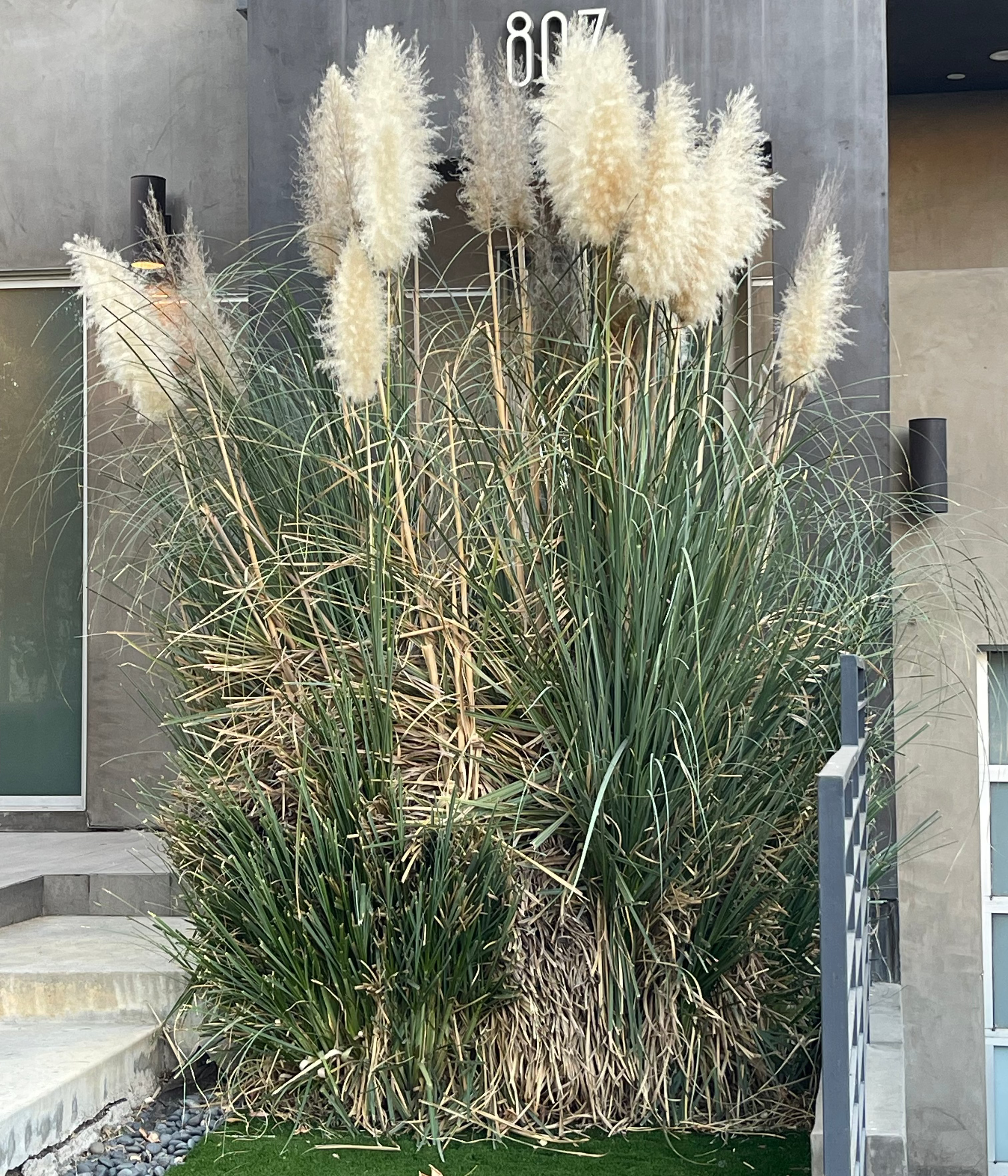 100 White Pampas Grass Seeds - Cortaderia Selloana, Ornamental Grass For Garden Landscaping
