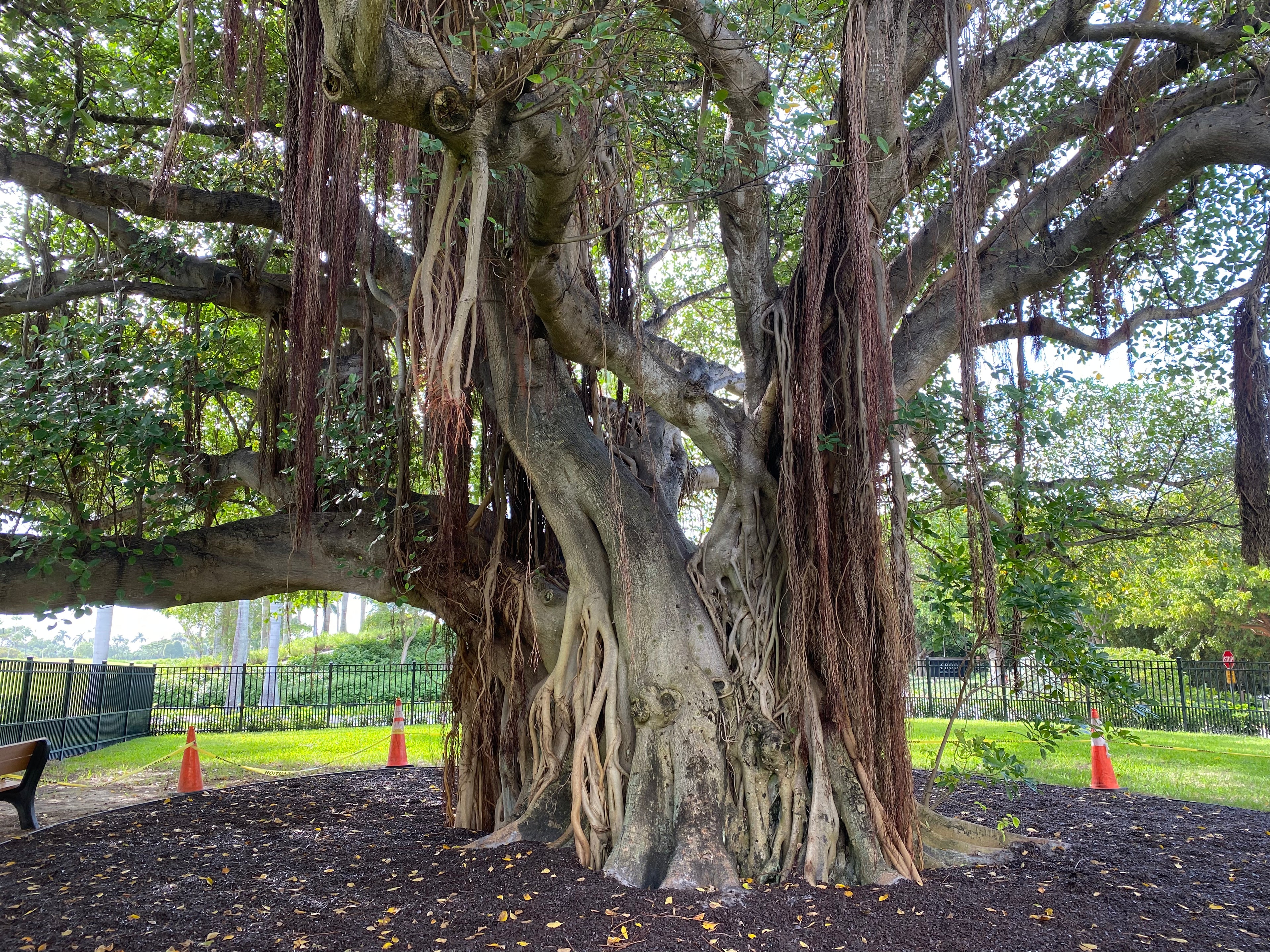 Banyan Tree, Ficus Benghalensisis