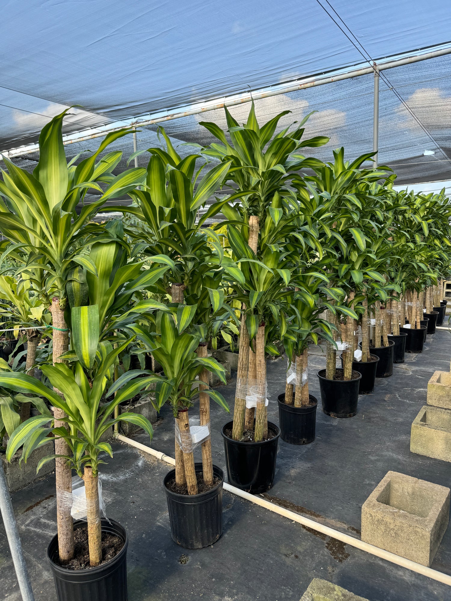 Dracaena Mass Cane Corn Plant Massangeana, 3 Stems Staggered