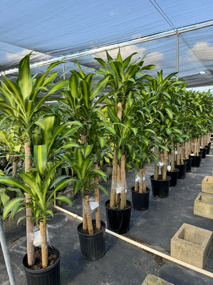 Dracaena Mass Cane Corn Plant Massangeana, 3 Stems Staggered