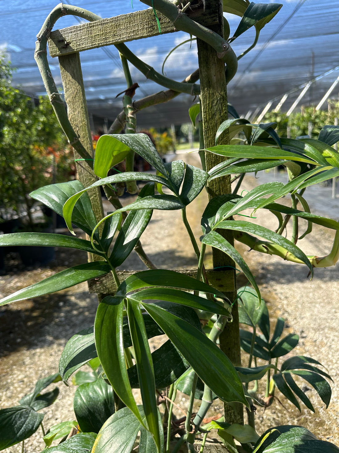 Philodendron Florida Green