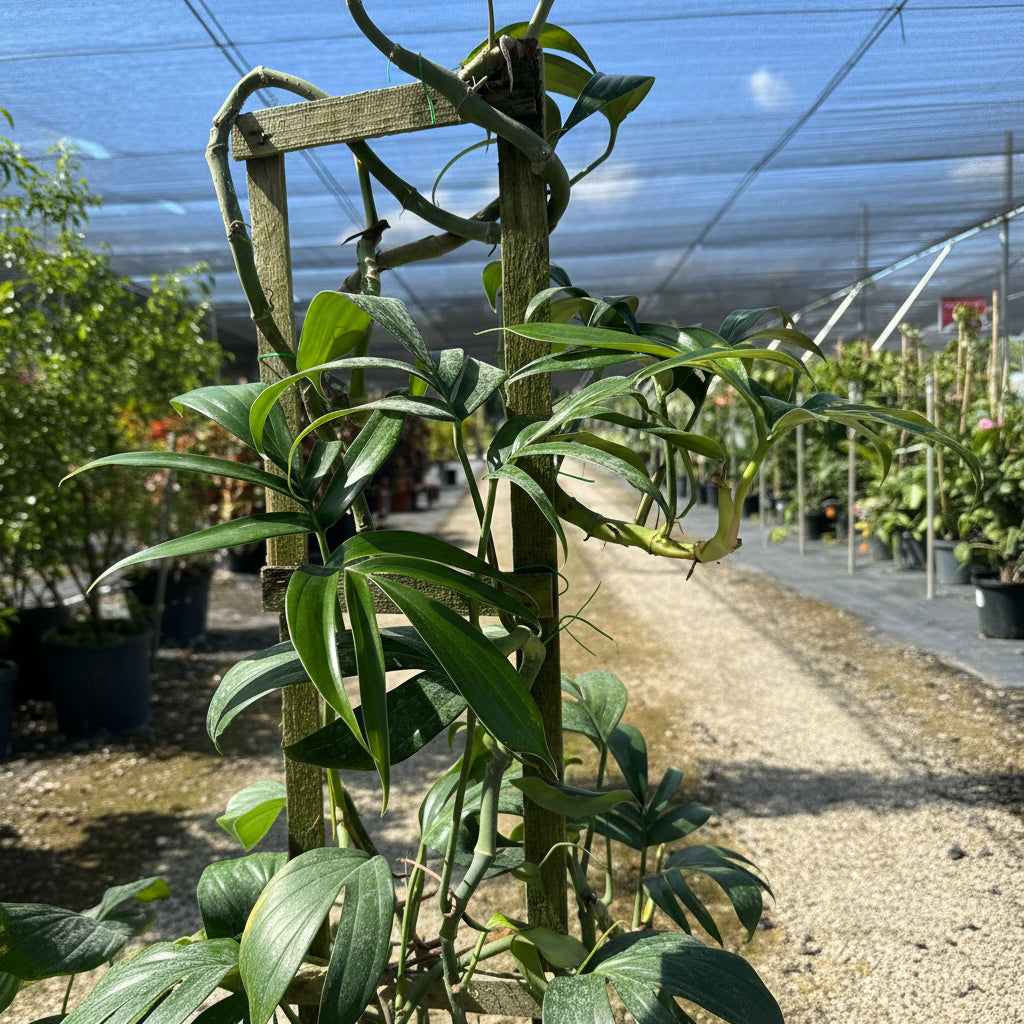 A close-up of a potted plant with long, slender, dark green, pointed leaves, supported by a wooden trellis