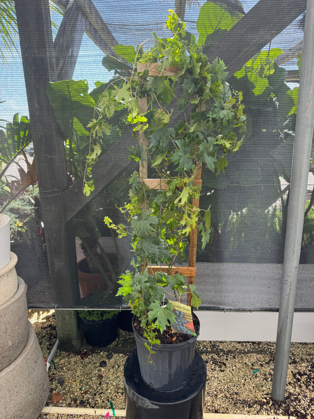 Muscadine Southern Home Grape vine Muscadinia Vitus Rotundifolia ...