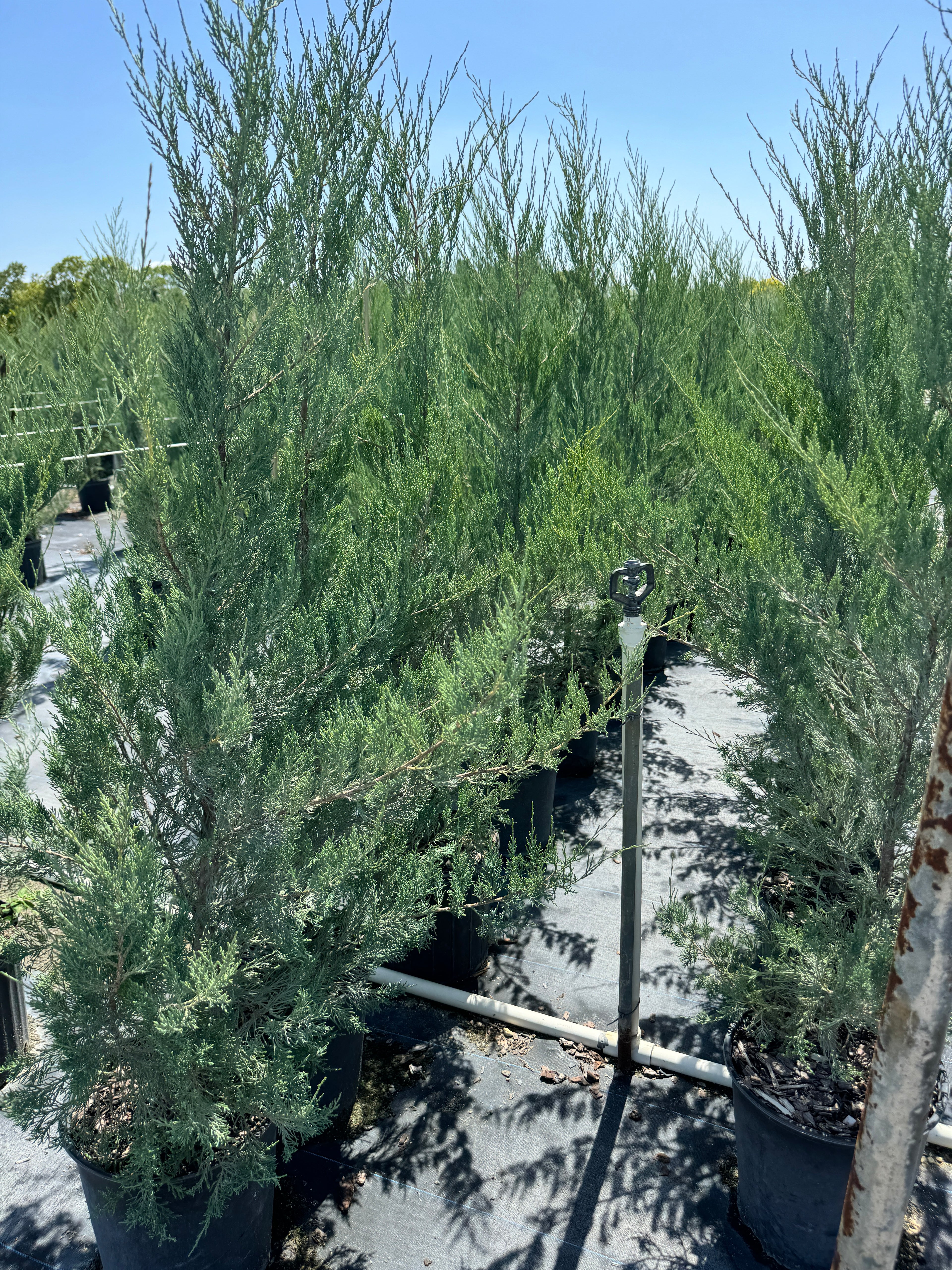 Skyrocket Juniper Tree Rocky Mountain