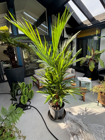 Lipstick Palm Red Sealing Wax Palm, Cyrtostachys Renda