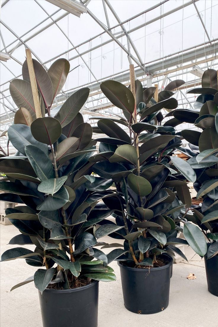 Ficus Burgundy Bush, Rubber Tree