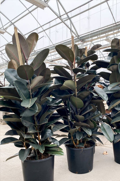 Ficus Burgundy Bush, Rubber Tree