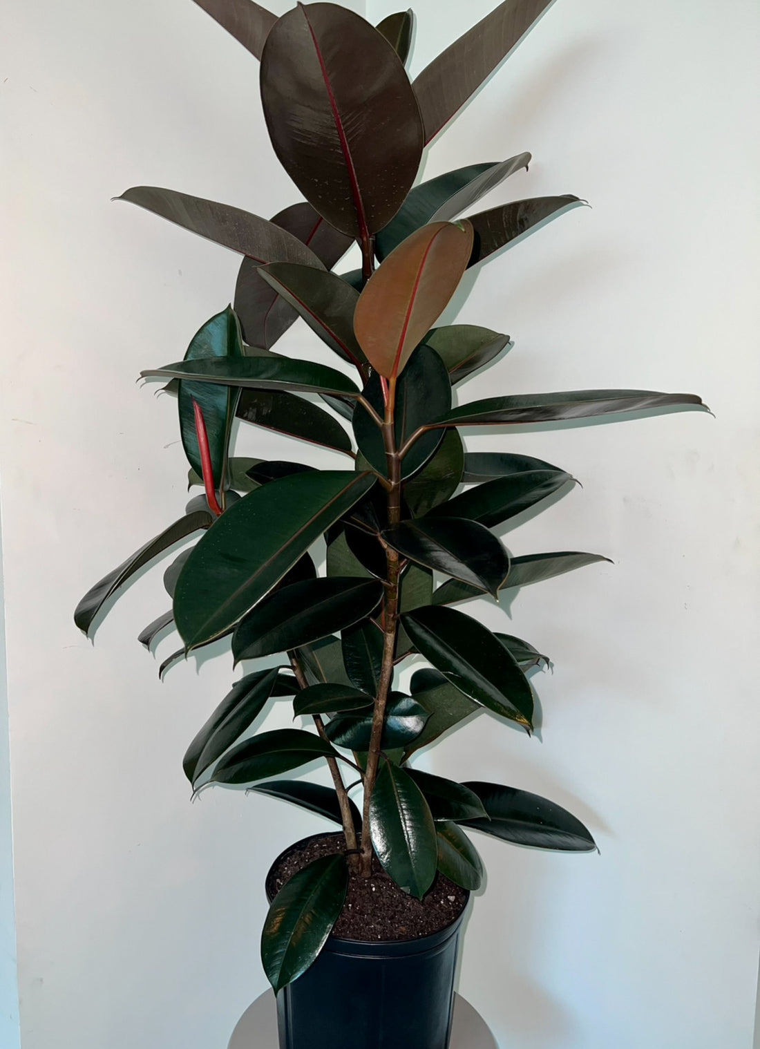 Ficus Burgundy Bush, Rubber Tree