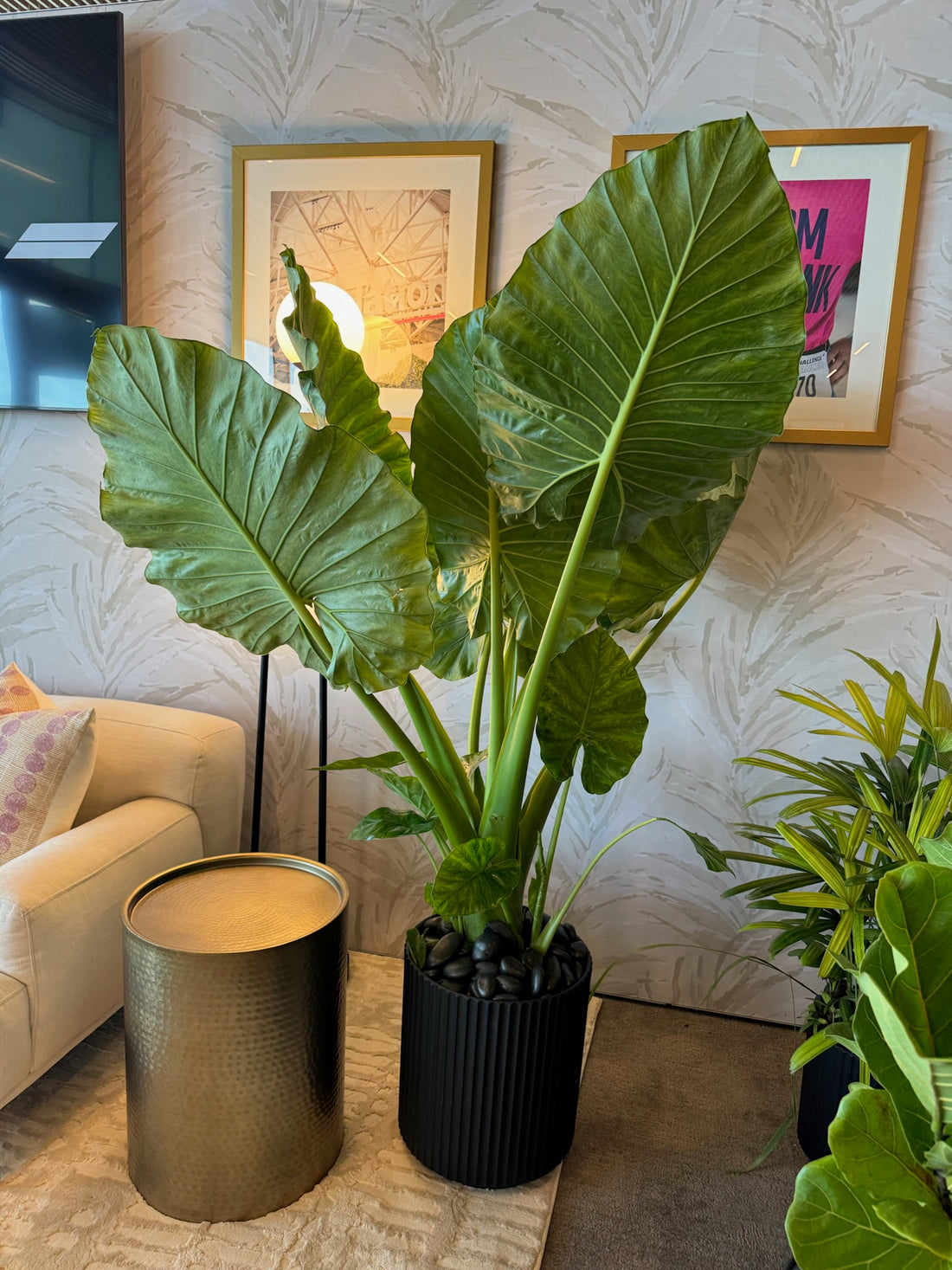 Alocasia Borneo Giant Elephant Ear, Live Tropical Plant.