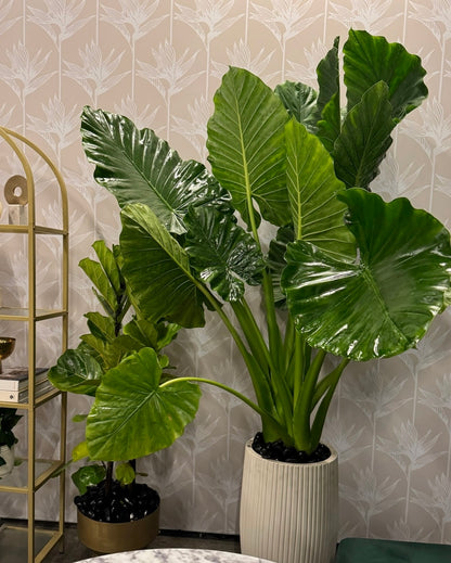 Alocasia Borneo Giant Elephant Ear, Live Tropical Plant.