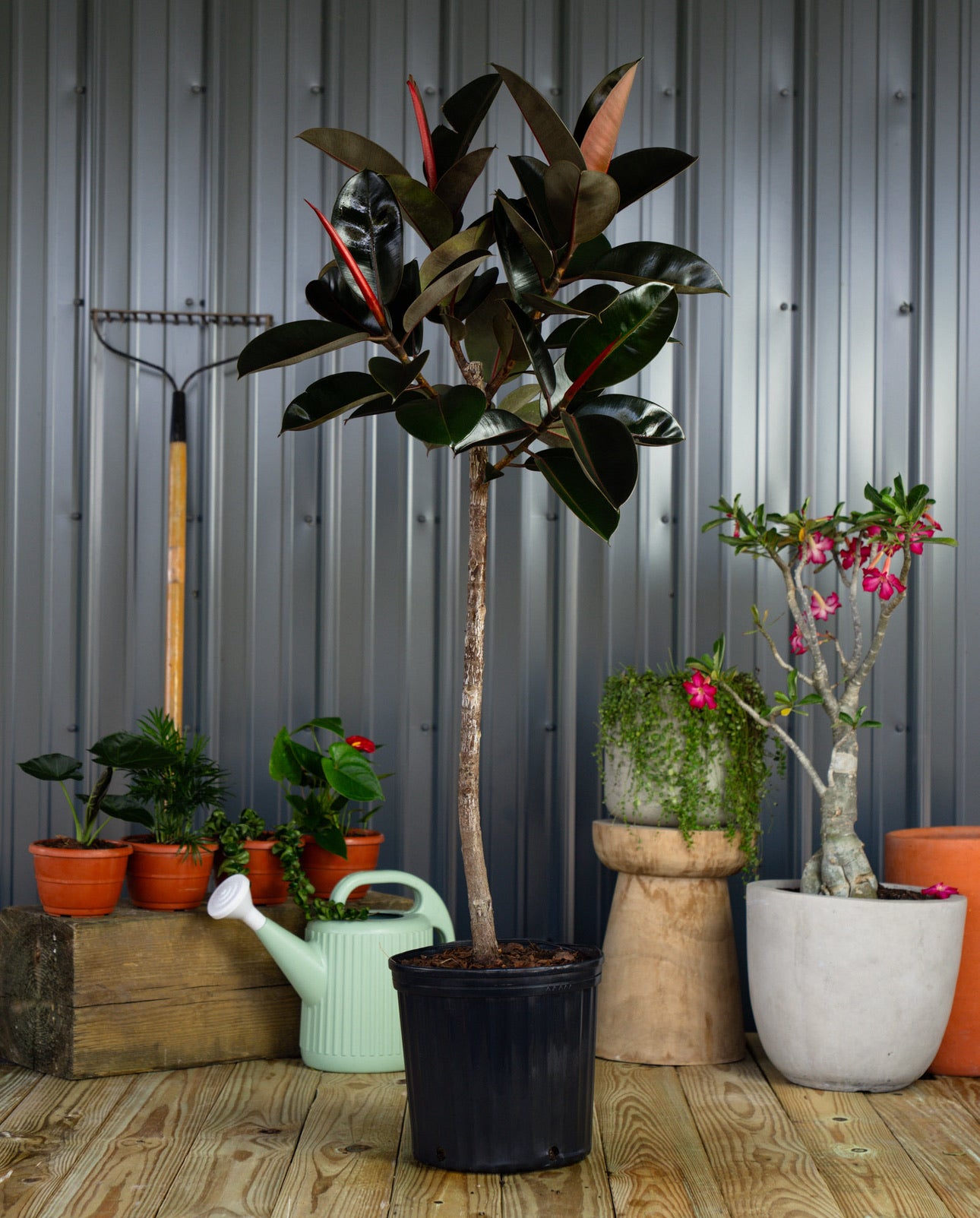 Ficus Burgundy Tree Form Single Stem, Rubber Tree