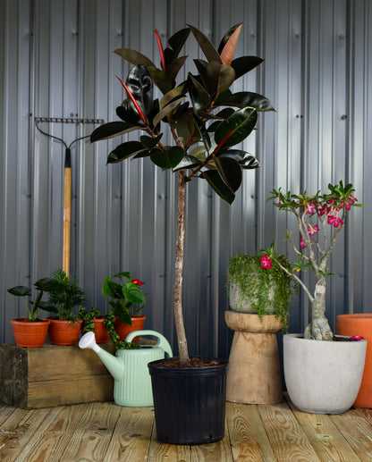 Ficus Burgundy Tree Form Single Stem, Rubber Tree