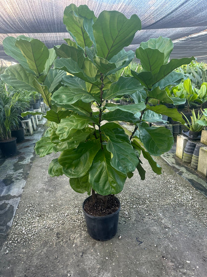 Ficus Lyrata Bush Form, Fiddle Leaf Fig Tree