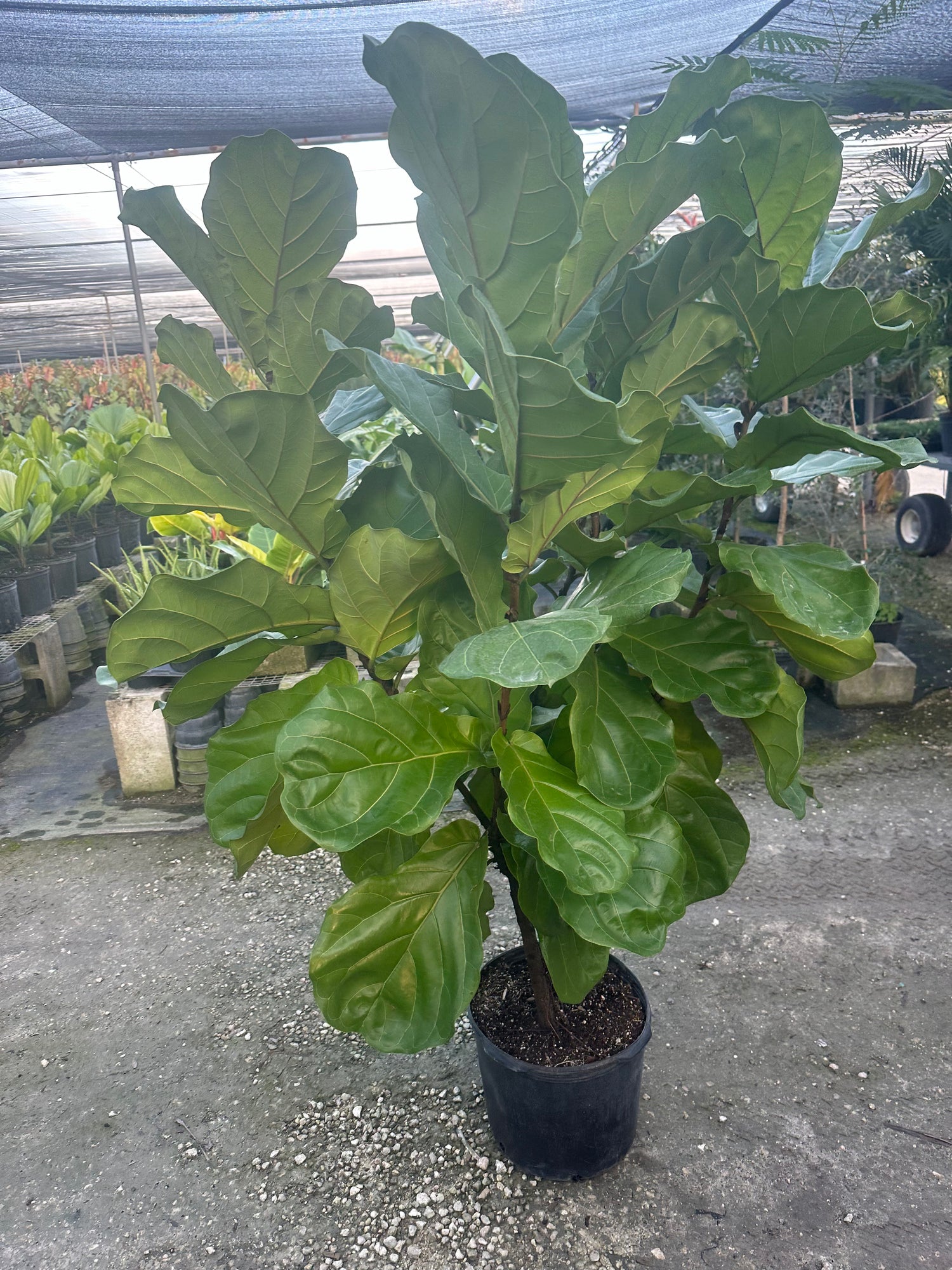 fiddle leaf fig hedge Ficus Lyrata Bush Form, Fiddle Leaf Fig Tree