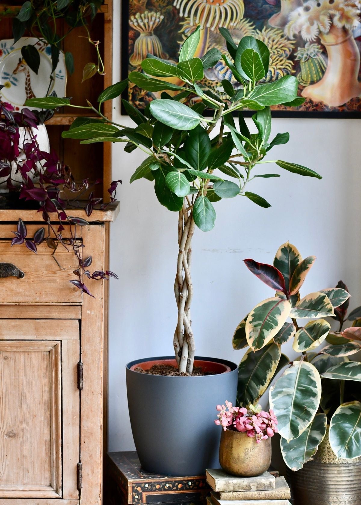 Braided Ficus Audrey Tree Form Multi Stem, Bengal Fig