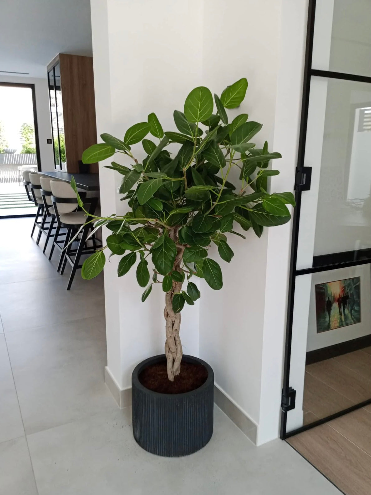 Braided Ficus Audrey Tree Form Multi Stem, Bengal Fig