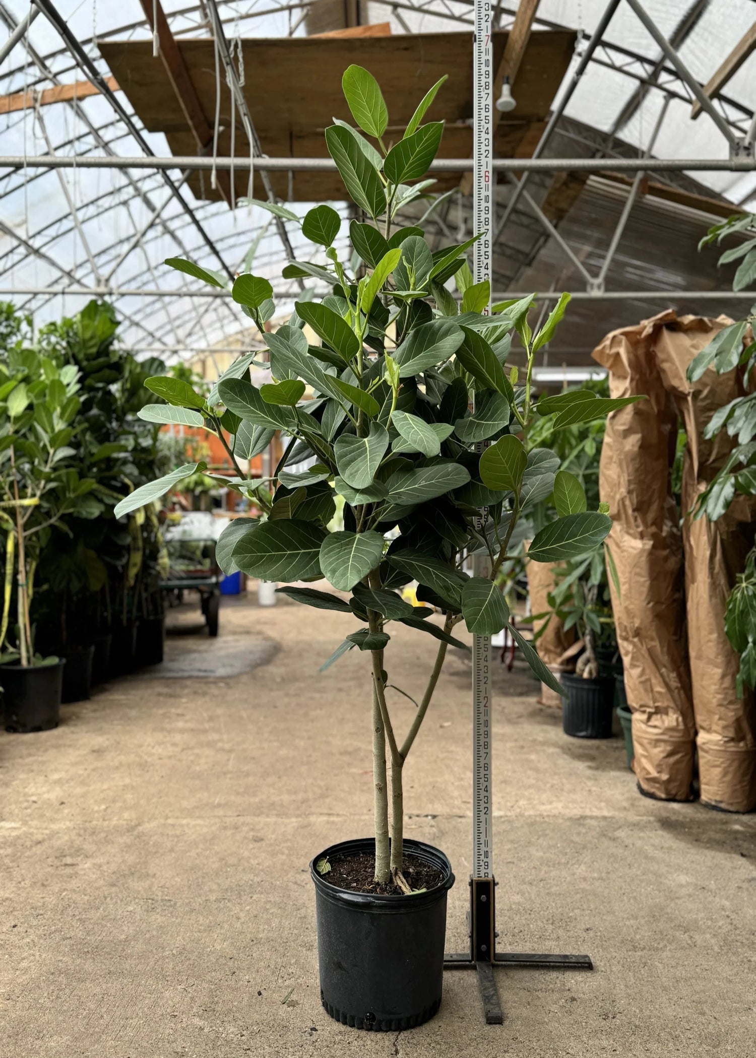 Braided Ficus Audrey Tree Form Multi Stem, Bengal Fig