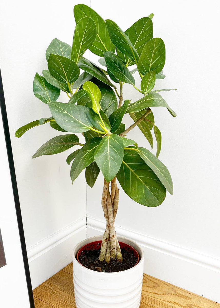 Braided Ficus Audrey Tree Form Multi Stem, Bengal Fig