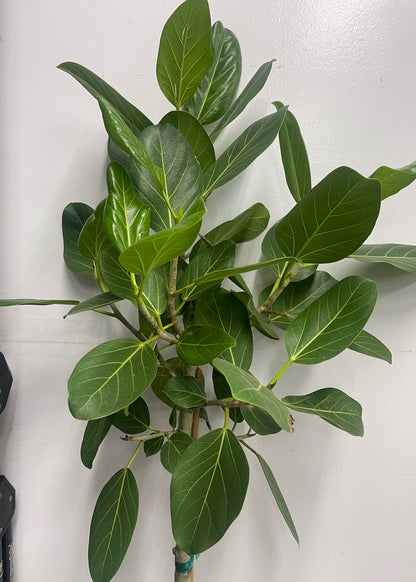 Braided Ficus Audrey Tree Form Multi Stem, Bengal Fig