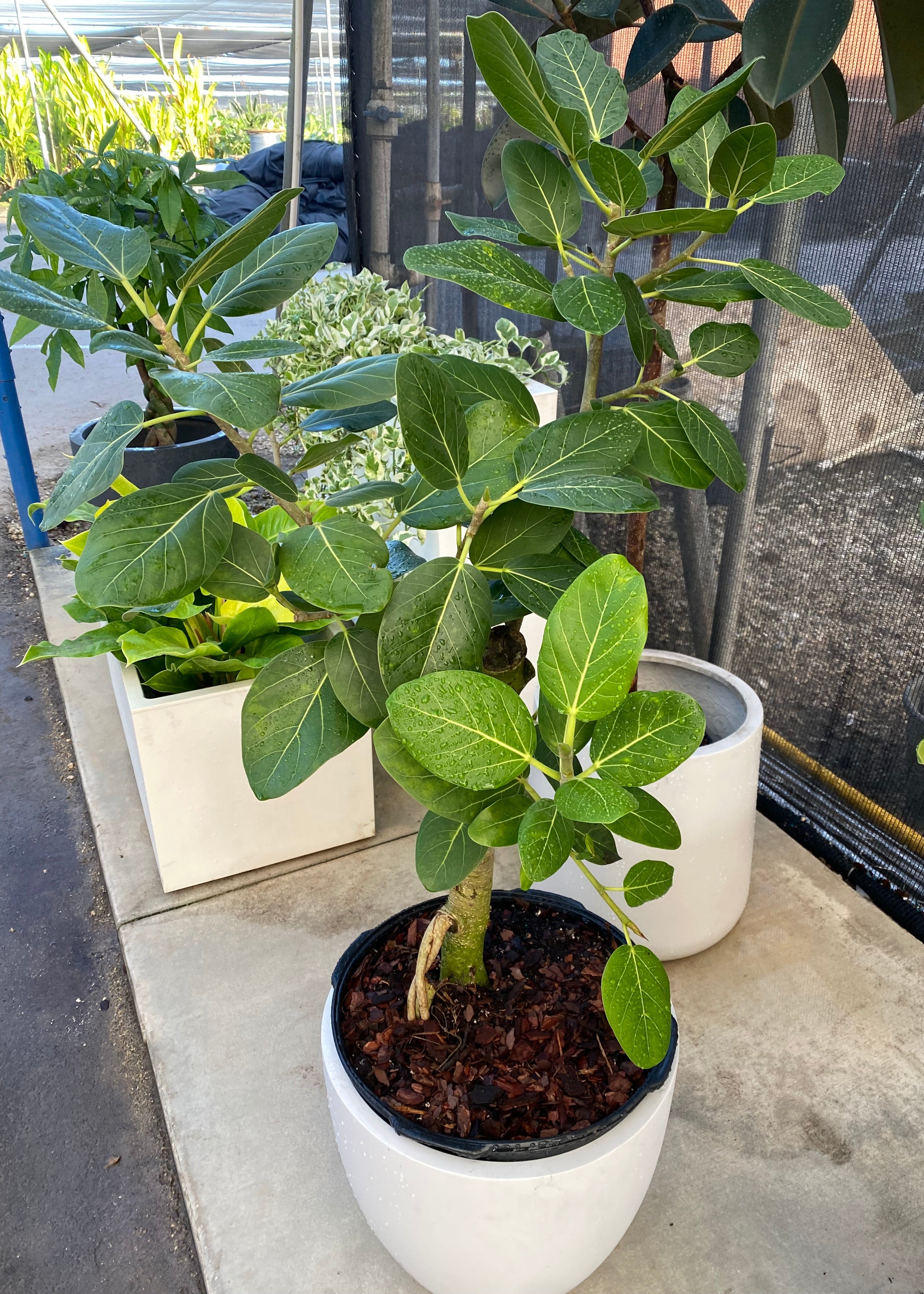 Braided Ficus Audrey Tree Form Multi Stem, Bengal Fig