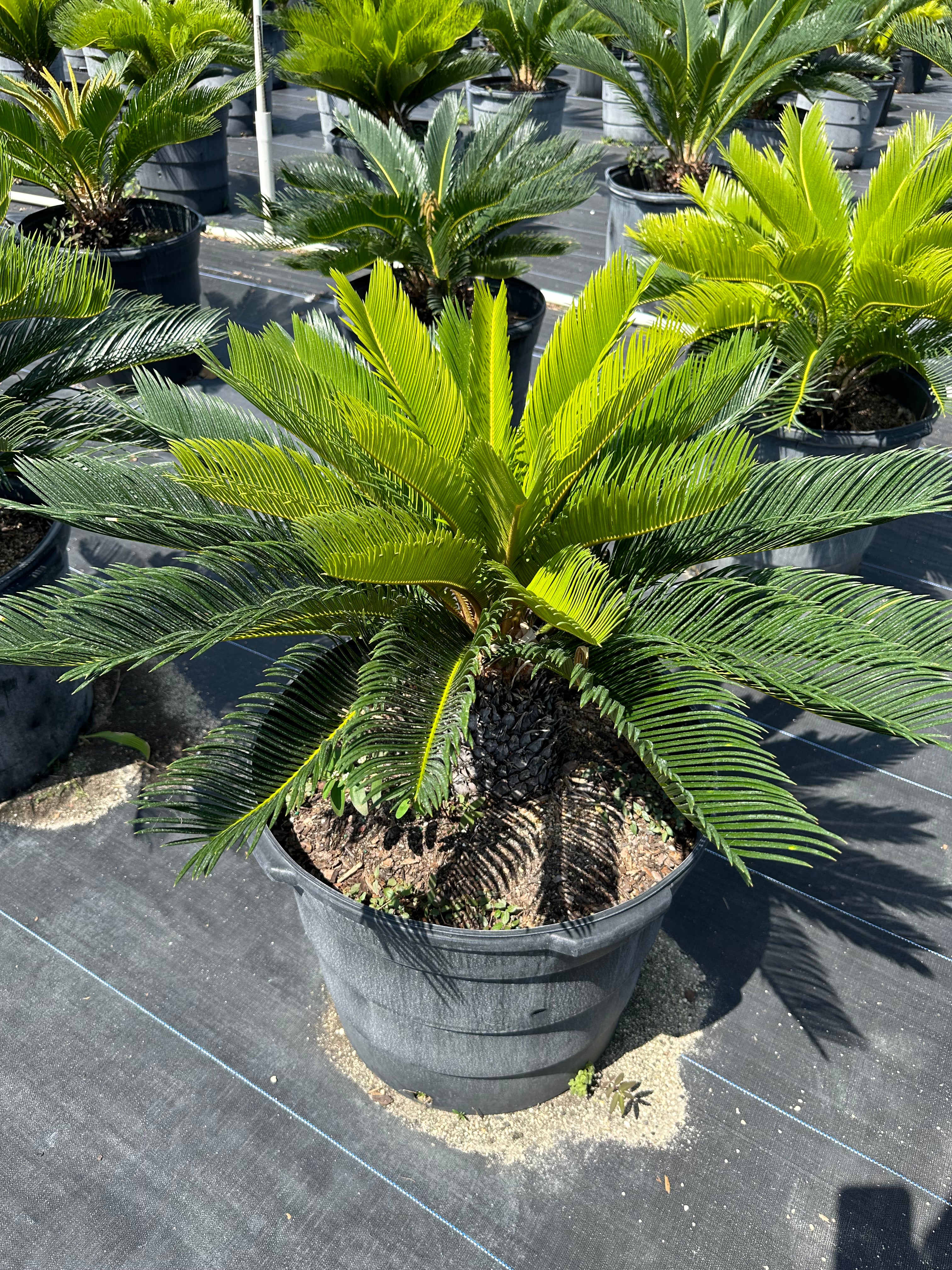 prickly palm plant Palm King Sago Palm, Cycas Revoluta, Exotic