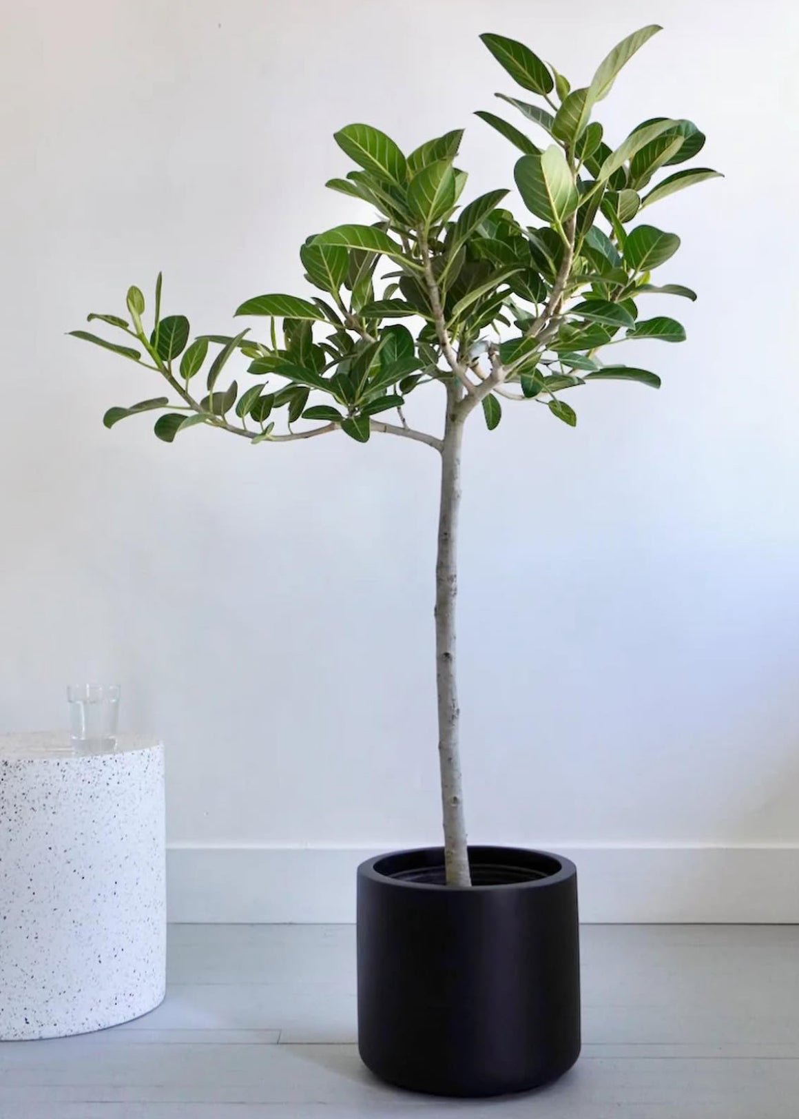 Ficus Banyan Tree Form Single Stem, Ficus Benghalensisis